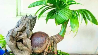 Belajar Cara Membuat Bonsai Kelapa yang Sudah Tumbuh Daun Untuk Pemula