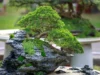 5 Jenis Bonsai Termahal di Indonesia