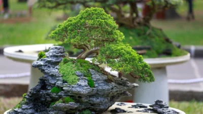 5 Jenis Bonsai Termahal di Indonesia