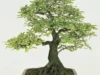 Cara Simple Membuat Bonsai Asem Jawa dari Biji