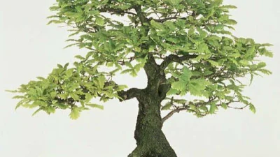 Cara Simple Membuat Bonsai Asem Jawa dari Biji