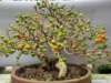 Bonsai Dewandaru