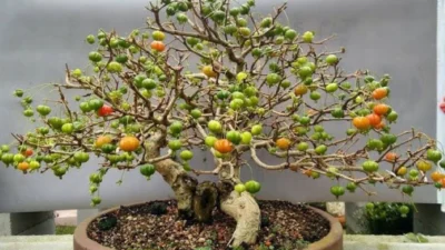 Bonsai Dewandaru