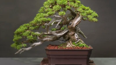 Pengawatan dan Pembentukan Gerak Dasar Bahan Bonsai Sisir Kaliage