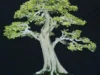 Yuk Kenali Karakteristik Bonsai Gulogumantung dan Cara Membuatnya yang Mudah (image from bukalapak)