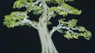 Yuk Kenali Karakteristik Bonsai Gulogumantung dan Cara Membuatnya yang Mudah (image from bukalapak)