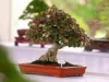 Cara Pembentukan Bonsai Waru Merah Yang Simple