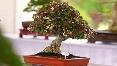 Cara Pembentukan Bonsai Waru Merah Yang Simple