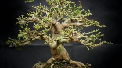 Tengok 6 Cara Menanam Bonsai Jeruk Kingkit yang Benar, Biar Harga Jualnya Tinggi! (Sumber Gambar via PALTV)