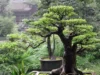 Cara Cepat Membuat Bonsai Menjadi Lebih Mahal