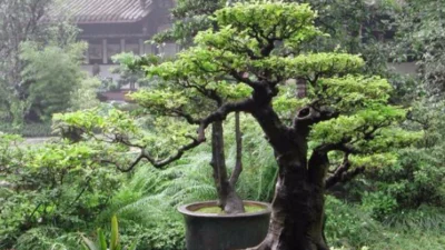 Cara Cepat Membuat Bonsai Menjadi Lebih Mahal