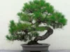 Macam-macam Harga Pinus Bonsai: Ada dari yang Receh sampai Jutaan! (Sumber Gambar via Lazada)