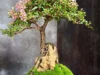 Beragam Keunikan Bonsai Sakura yang Oke Banget Buat Ditaruh di Ruang Tamu. (Sumber Gambar: Tokopedia)