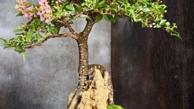 Beragam Keunikan Bonsai Sakura yang Oke Banget Buat Ditaruh di Ruang Tamu. (Sumber Gambar: Tokopedia)