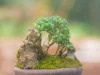 Mikro Bonsai Sancang, Tanaman Bonsai Paling Unik dan Cantik, Temukan Harganya di Sini! (Image From: Tokopedia/silvesterdiazland)