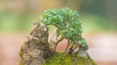 Mikro Bonsai Sancang, Tanaman Bonsai Paling Unik dan Cantik, Temukan Harganya di Sini! (Image From: Tokopedia/silvesterdiazland)