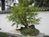 Juara Bonsai Bambu yang Bisa Kamu Cari Tahu di Sini (Image From: Wikipedia)