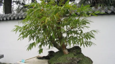 Juara Bonsai Bambu yang Bisa Kamu Cari Tahu di Sini (Image From: Wikipedia)