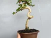 Seperti Ini Spesialnya Bonsai Sancang Meliuk, Indah dan Cantiknya Bikin Silau (Image From: Tokopeda/bonsai alit)