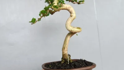 Seperti Ini Spesialnya Bonsai Sancang Meliuk, Indah dan Cantiknya Bikin Silau (Image From: Tokopeda/bonsai alit)