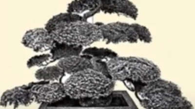 Sejarah Tanaman Bonsai