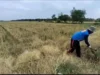 Fenomena El Nino, Petani di Pantura Subang Dilanda Kekeringan