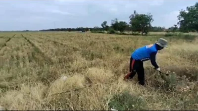 Fenomena El Nino, Petani di Pantura Subang Dilanda Kekeringan