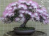 Perawatan Bonsai Kaliandra