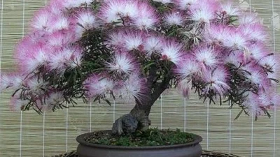 Perawatan Bonsai Kaliandra