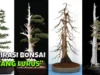 Bonsai Asam Jawa Batang Lurus