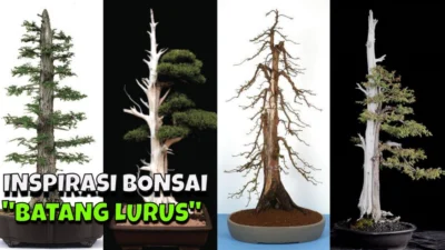 Bonsai Asam Jawa Batang Lurus