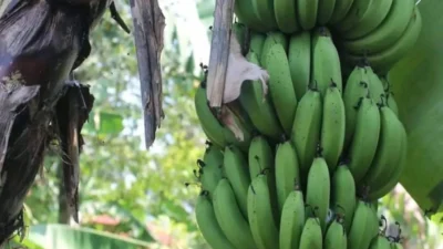 Pisang Ambon Lumut