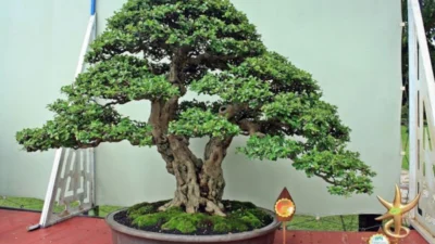 6 Cara Merawat Bonsai Ileng Ileng Bagi Pemula, Harus Telaten