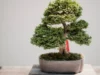 5 Manfaat Menanam Bonsai