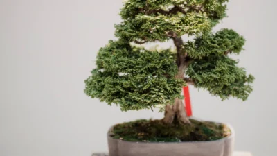 5 Manfaat Menanam Bonsai