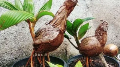 Buruan Jual! Bonsai kelapa Juara Dihargai Rp. 1,3 M, Auto Kaya Mendadak Inimah.