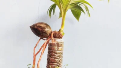 Begini Cara Membuat Bonsai Kelapa dan Perawatannya