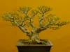 7 Keunikan Bonsai Kimeng dan Cara Membuatnya sangat Mudah