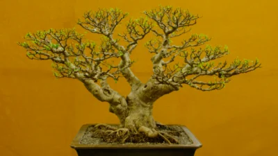 7 Keunikan Bonsai Kimeng dan Cara Membuatnya sangat Mudah