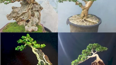 Bonsai Bonsai mini