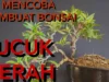 Cara Membuat Bonsai Pucuk Merah yang Menawan dan Sederhana