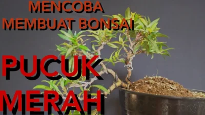 Cara Membuat Bonsai Pucuk Merah yang Menawan dan Sederhana