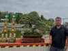 Mending Jual! Daftar Harga Bonsai Santigi Termahal 2023