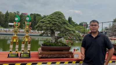 Mending Jual! Daftar Harga Bonsai Santigi Termahal 2023