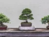 Keunikan Bunga Bonsai