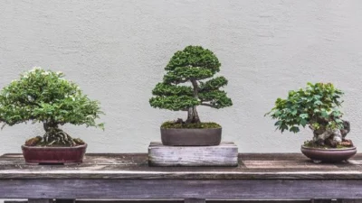 Keunikan Bunga Bonsai