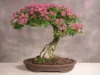 5 Cara Membuat Bonsai Asoka Bagi Pemula, Mudah Ditiru