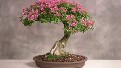 5 Cara Membuat Bonsai Asoka Bagi Pemula, Mudah Ditiru