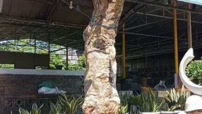 Bonsai Kamboja Bali Terbaik dan Termahal