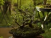 5 Bonsai Gaya Natural yang Menawan dan Aesthetic